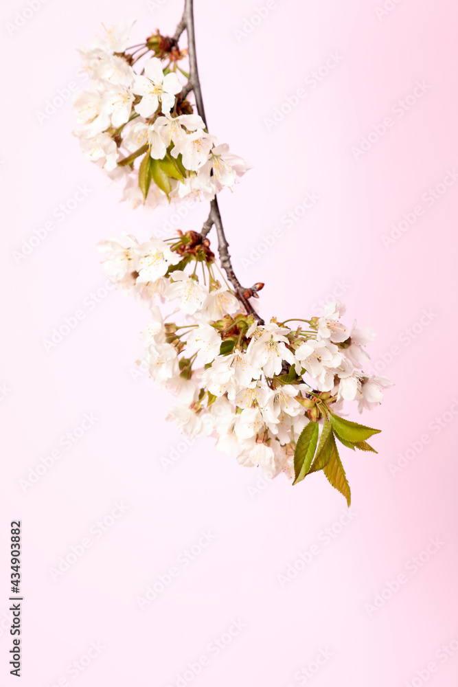 Fototapeta premium Blossoming cherry twig on pastel pink background