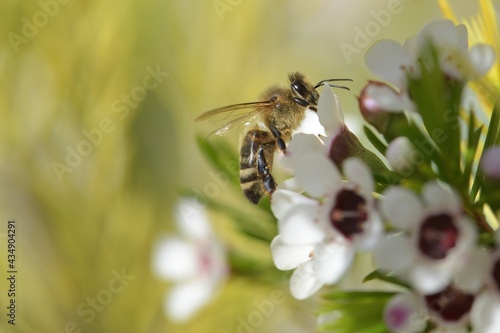 abeille du jardin 8