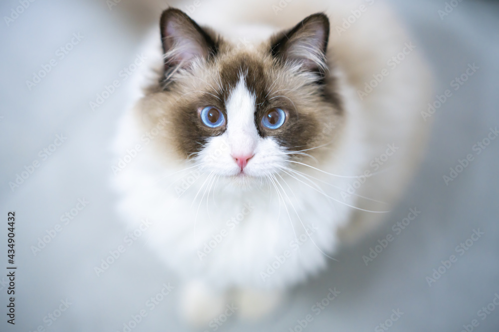 A gentle and lovely ragdoll cat