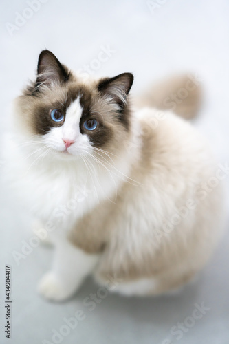 A gentle and lovely ragdoll cat