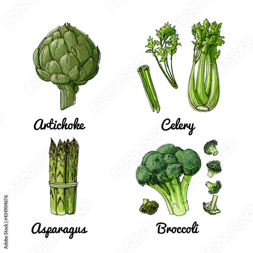 Vector food icons of vegetables and spices, herbs. Colored sketch of food products. Artichoke, celery, asparagus, broccoli.