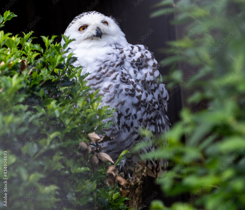 Fototapeta premium owl on a branch