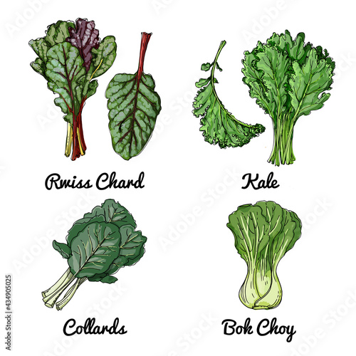 Vector food icons of vegetables. Colored sketch of food products. Rwiss chard, kale, collards, bok choy