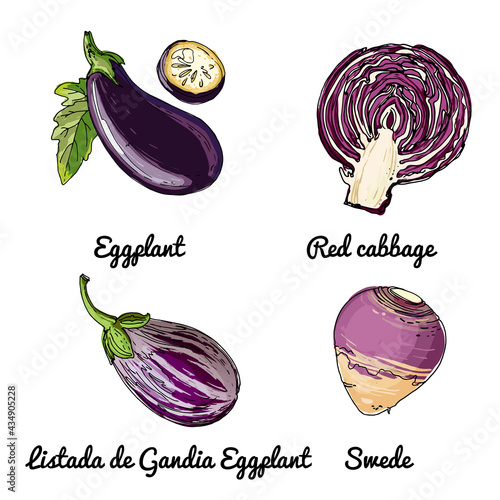 Vector food icons of vegetables. Colored sketch of food products. Eggplant, red cabbage, listada de gandia egglant, swede