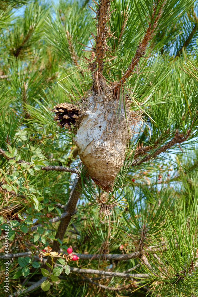 Obraz premium Moth Cocoon Thassos Greece