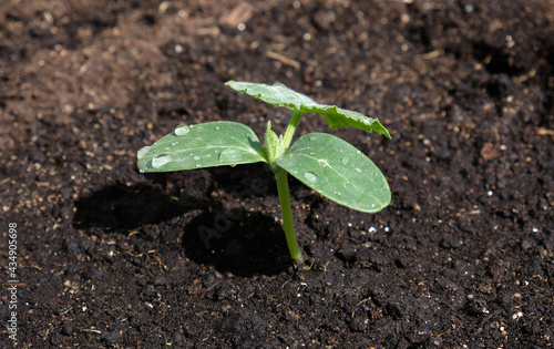 Young seedling of cucumber sprout in ground, cultivation of cucumbers in greenhouse. Growing vegetables at home. Urban vegetables garden. Farming, agriculture. Black earth.