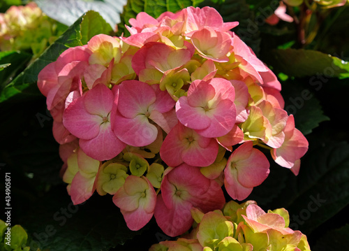 Beautiful pink hydrangea with inflorescences and green leaves in a Country Cottage Garden. Pink or magenta hydrangea serrata flower, close up, top view. photo