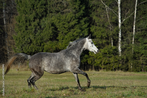 Gray horse in halter running