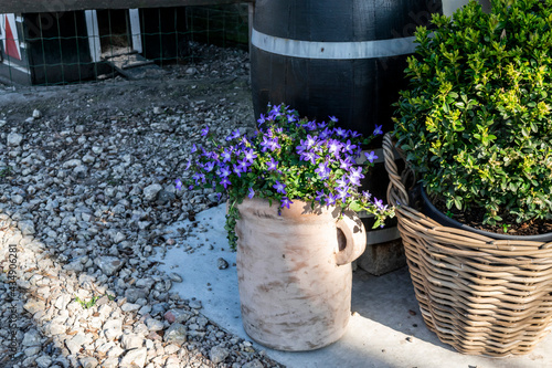 Rustic flower arrangement for yard and terrace decoration with wooden barrel, wicker basket and ceramic flowerpot, selective focus. Vintage garden decor in country style. Flowering bluebells kampanula photo