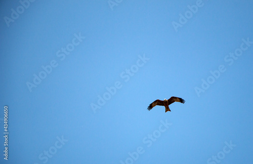 Young falcon is soaring in air on coarse big wings, against background of bright spring blue sky. predatory hawk flies in sky in search of mining.