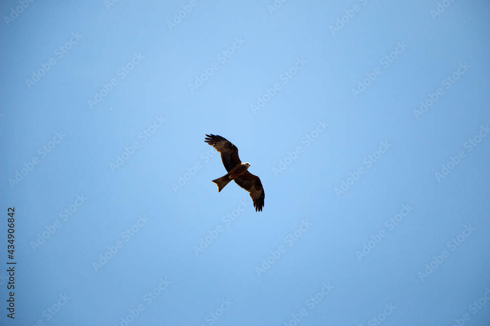 Young falcon is soaring in  air on coarse big wings, against background of bright spring blue sky.  predatory hawk flies in sky in search of mining.