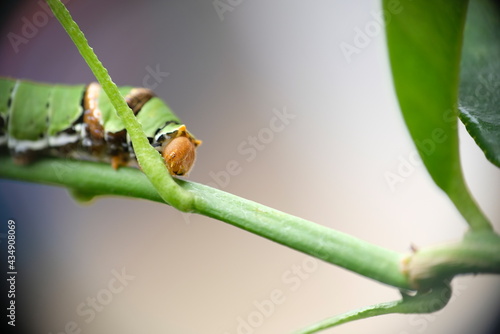 Close up of caterpillar on a leaf.