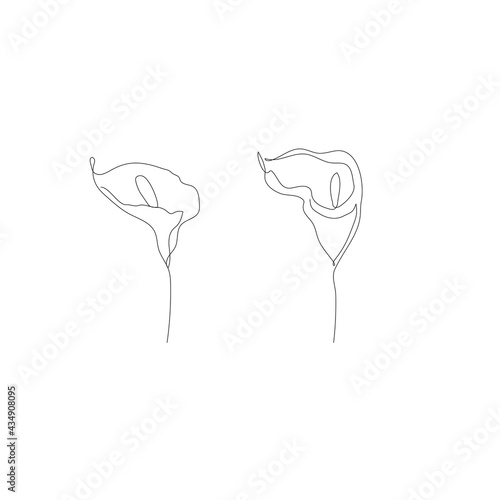 Modern minimalist one line drawing of anthorium flowers set, isolated on white background. photo