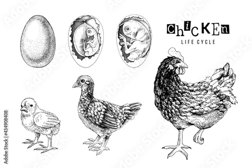 Monochrome Life cycle of a Chicken