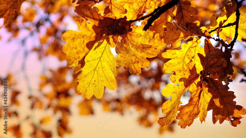beautiful autumn background a branch of yellow oak leaves on a blurred background beautiful autumn background a branch of yellow oak leaves on a blurred background