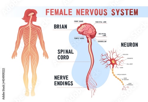 human nervous system educational scheme