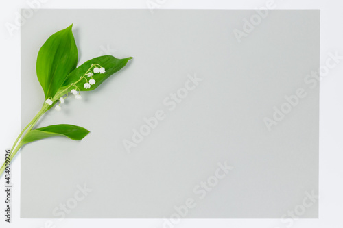 Pojedyncza, kwitnąca konwalia majowa, z zielonymi liśćmi na szarym i białym tle