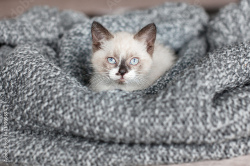 Fototapeta Naklejka Na Ścianę i Meble -  Kitten on gray knitted blanket