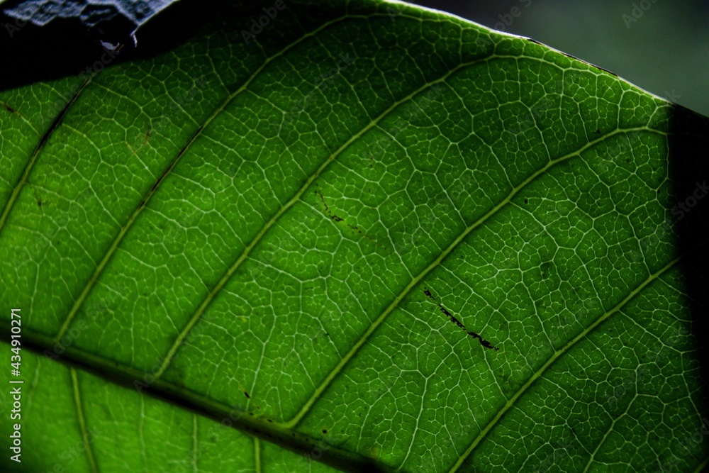 Obraz premium green leaf macro