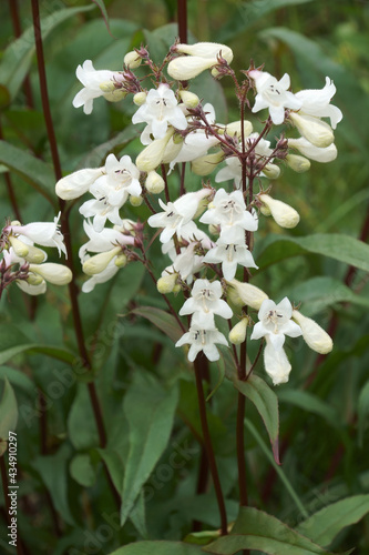 Foxglove beard-tongue (Penstemon digitalis 'Husker Red'). Called Talus slope penstemom and White beardtongue also photo