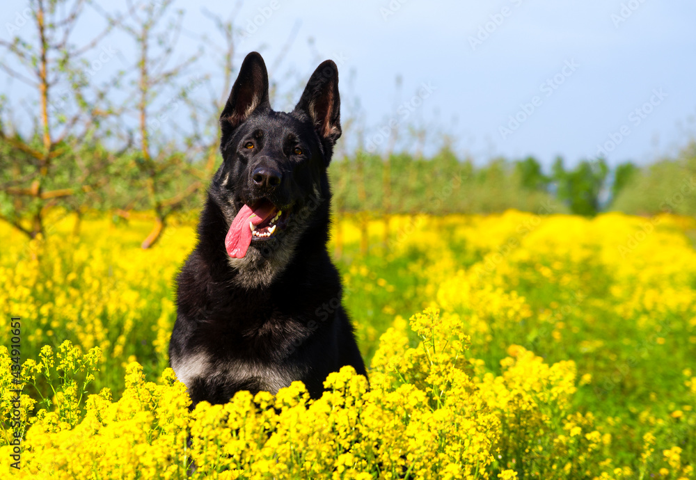 the Eastern European shepherd sits in yellow flowers in summer