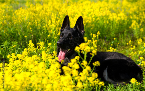 the Eastern European shepherd sits in yellow flowers in summer