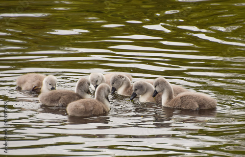 A group of week-old cygnets in St James's Park, London, United Kingdom. © VV Shots
