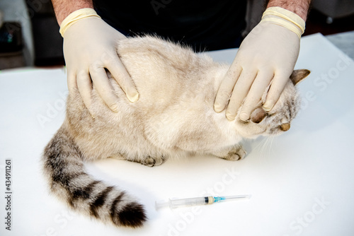 A veterinarian in white disposable gloves vaccinates a white British cat. An injection for a pet. At the veterinary clinic. 