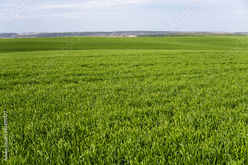 Field of young green wheat seedlings. Sprouts of young barley or wheat that have sprouted in the soil. Close up on sprouting rye on a field. Sprouts of rye. Agriculture, cultivation.