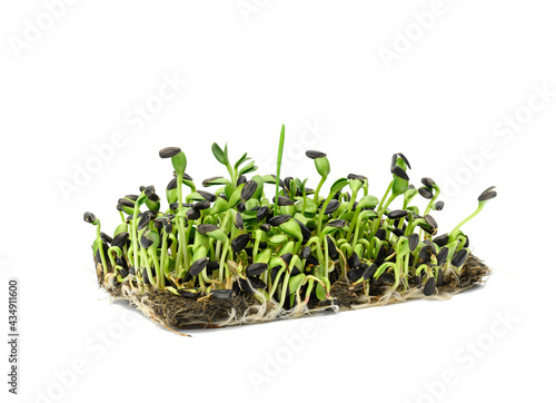 green sunflower sprouts on a white background, useful microgreen