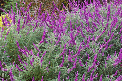 Mexican bush sage (Salvia leucantha). Called Velvet sage also
