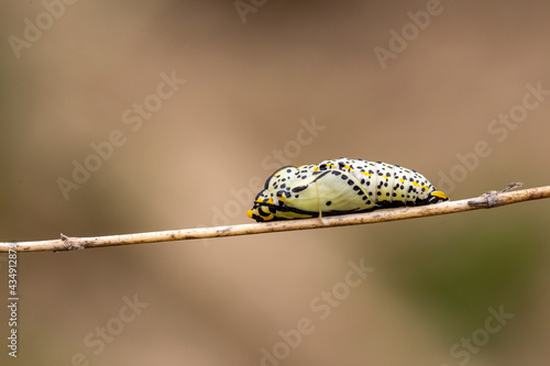 Black-veined White - Aporia crataegi Butterfly pupa