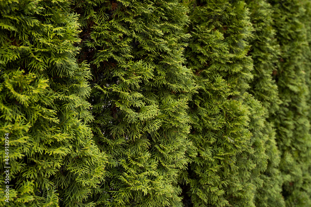 Green hedge of thuja trees. Closeup fresh green branches of thuja trees. Evergreen coniferous Tui tree. Nature, background.