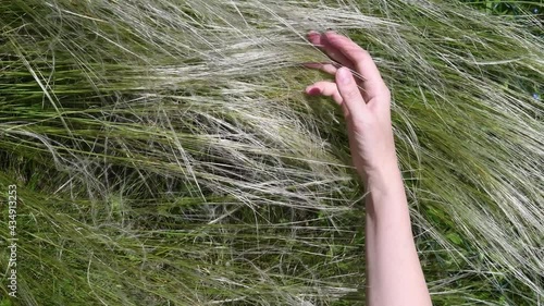 Woman hand gently touch ears of Stipa grass in savanna. Meadow plant feather grass sway in wind photo