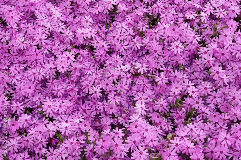 Creeping phlox (Phlox subulata). Called Moss phlox, Moss pink and Mountain phlox also. Creeping phlox (Phlox subulata). Called Moss phlox, Moss pink and Mountain phlox also.