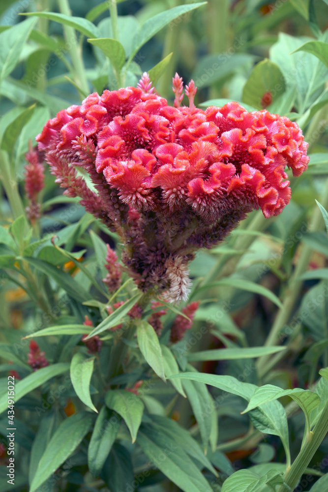 Close-up image of Cockscomb flowers Close-up image of Cockscomb flowers