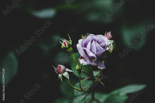 薄紫色のバラの花 5月
