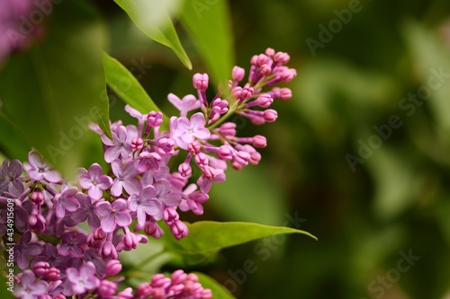 Lilac flowers , bokeh violet blooming lilacs © Anna
