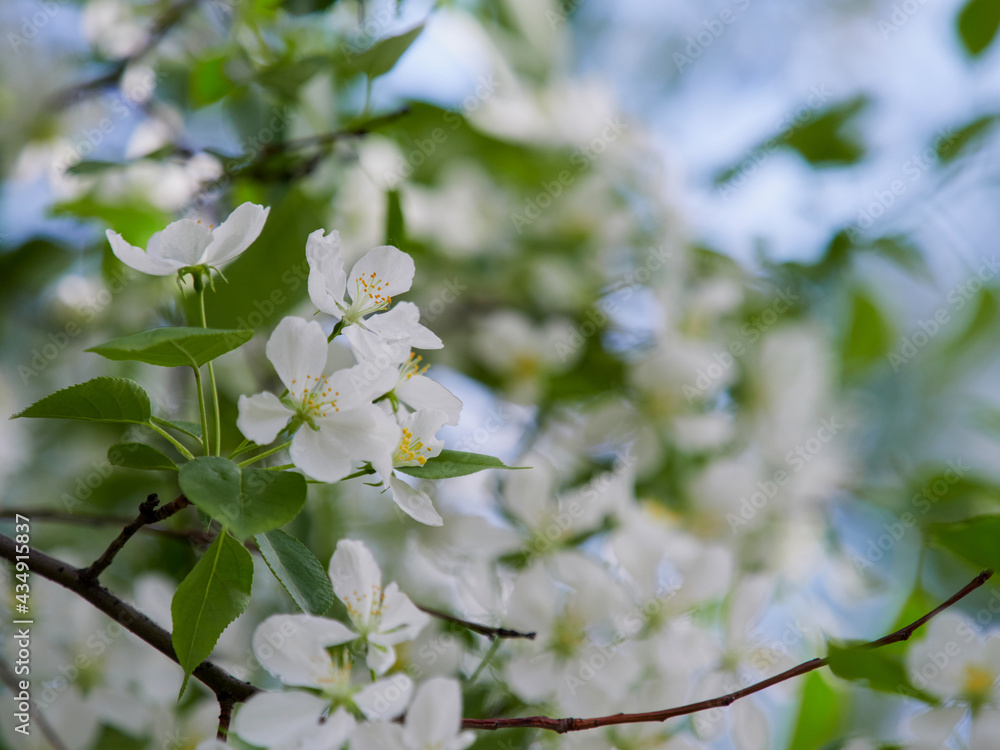 Obraz premium Beautiful spring time nature background. Flowers of blooming tree close up with water drops after rain. Blossom tree branch in a shallow depth of field with bokeh background and space for text.