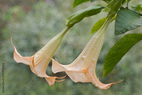 Angels trumpet (Brugmansia arborea). Another botanical name is Brugmansia x candida