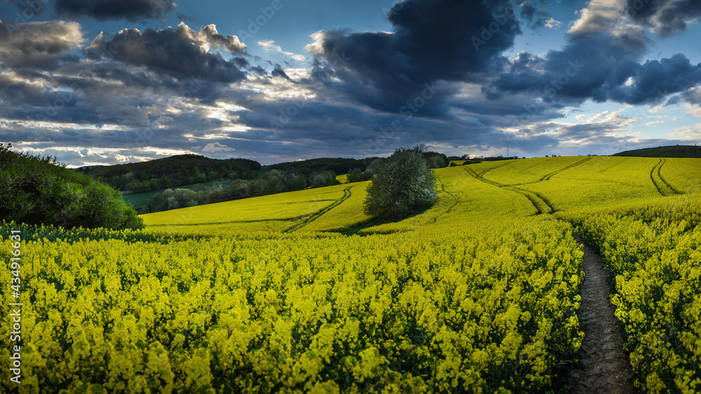Rape Field at Lower Silesia, Poland