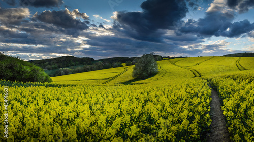 Obraz na płótnie Rape Field at Lower Silesia, Poland w salonie