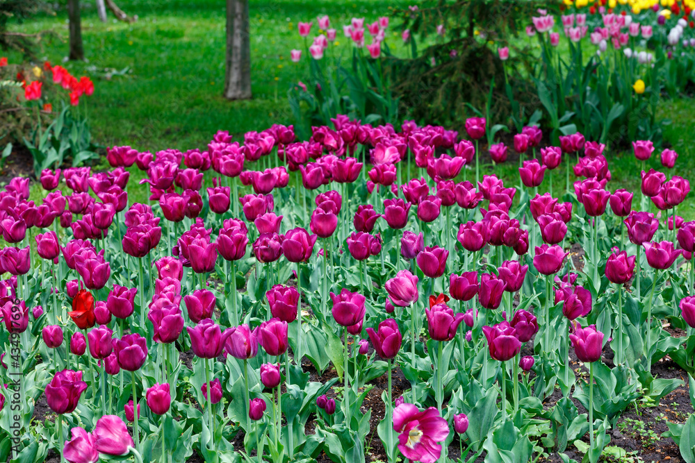 A glade of beautiful purple tulips blooms in the city park.