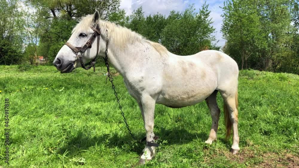 A beautiful white horse stands and shakes his head A beautiful white horse stands and shakes his head