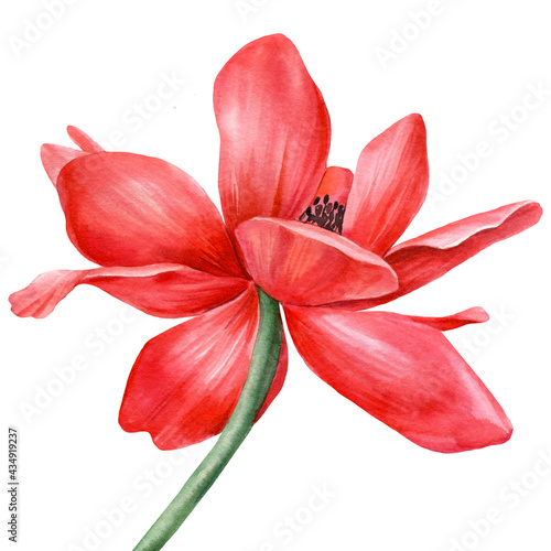 Φωτογραφία Red flower. Anemone hand painted watercolor illustrations.