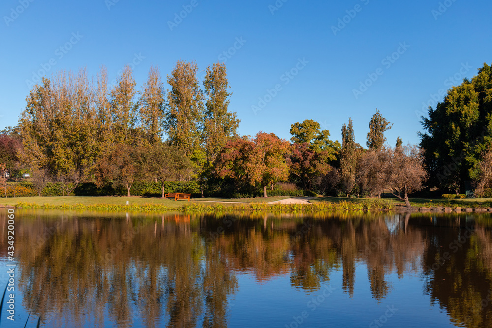 Beautiful tree in the park with its reflection on the lake.