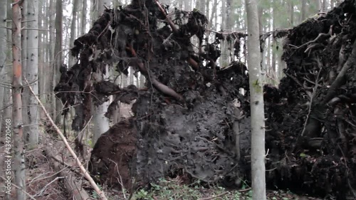 Uprooted tree. Windblow in primordial boreal coniferous forest. Forestry, root system photo