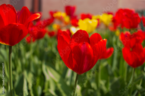 Close-up of tulips in the foreground and blurred in the background in a clearing