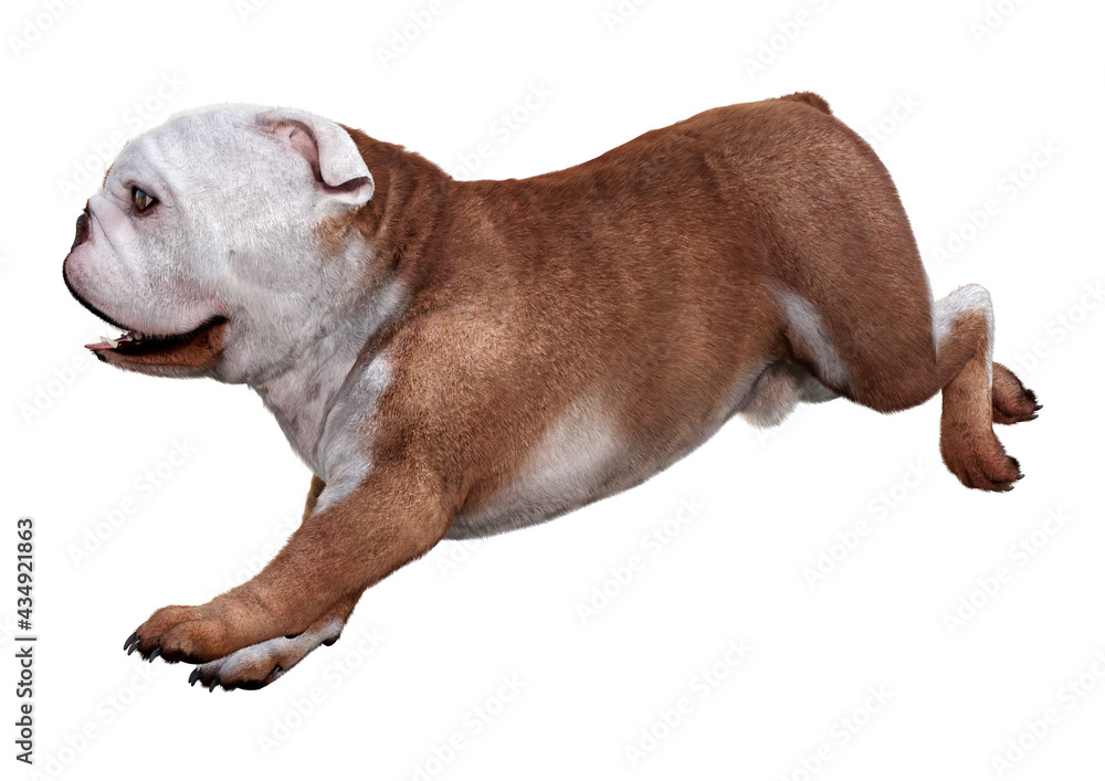 3D Rendering English Bulldog on White