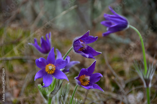 Close-up of a rare pasque-flower with purple hairy petals  bright yellow stamens and a tassel-like pistil in the shade of a natural forest environment with a blurred background.